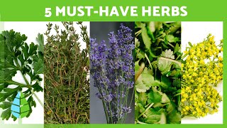 Top 5 Medicinal Herbs 🌱✅ Medicinal Properties \u0026 Uses