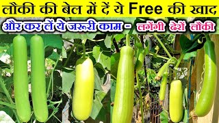 लौकी के बेल में यह चीज सिर्फ एक बार डालने से पौधा लौकी से लद जाएगा/Best Fertilizer for Bottle Gourd