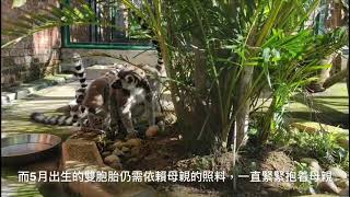 石排灣郊野公園上月再添環尾狐猴雙胞胎，四小寶期待與公眾見面