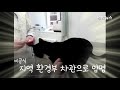 쓰레기 공장서 구조된 고양이 환경부 차관 으로 묘생역전 연합뉴스 yonhapnews