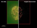 huygens deconvolution cmle