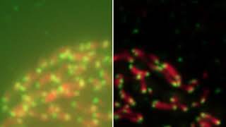 Huygens Deconvolution CMLE