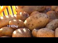 no dig potato gardening expert tips from charles dowding