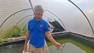 A Disastrous Day For the Twisted/Rocket Pond Down at the Farm @New-Forest-Koi  #koifarm #koi