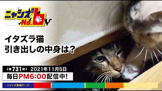 《第731回》ベッドの下の引き出しからマンチカンのチカちゃんが離れない。中に誰かいるのかな？