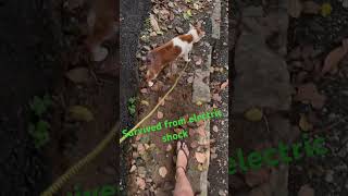 Survived From Electric Shock Cat Cats