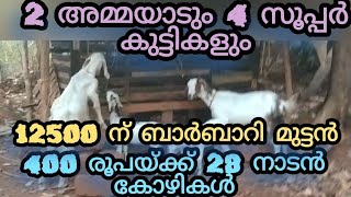 2 അമ്മയാടും 4 സൂപ്പർ കുട്ടികളും12500 ന് ബാർബാറി മുട്ടൻ400 രൂപയ്ക്ക് 28 നാടൻ കോഴികൾ