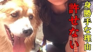 感動 犬 救助 体中をハチに刺され、飼い主に捨てられた犬の愛情が、多くの人々の心を動かす