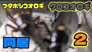 フタホシコオロギとクロコオロギ　同居飼育　2