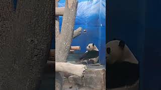 許願洞掉出筍筍 圓寶吃得很開心 #panda #可愛 #貓熊