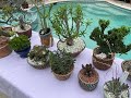 Succulent Jackpot! 21 Rare Cacti & Succulents Part 1 - Episode 73