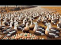 Russian Farmers Raise Millions Of Geese And Ducks This Way | TAO Farm