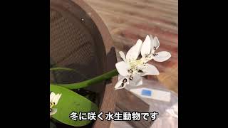 ミズサンザシ開花