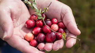 Gordy's Local Grower: Wetherby Cranberry Co.