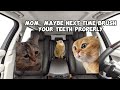 cat memes to the dentist