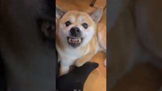 눈빛만 마주쳐도 으르렁 하는 이유는 바로? #shorts #shibainu #dog