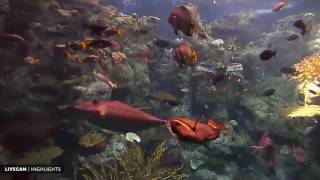 Tropical Reef Camera powered by EXPLORE org 720p 30fps H264 256kbit AAC