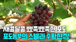 포도재배 스텔라 수확하는 날 새콤달콤 자두맛포도