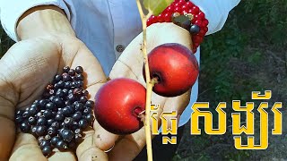 អត្ថប្រយោជន៍នៃ ​ផ្លែ​សង្ឃ័រ    || Advantage of  Zizyphus Eonoplia