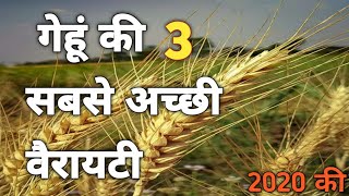 New wheat variety 2020 | Top wheat variety | Gehu ki nai unnat kism | wheat seed | गेहूँ की नई किस्म