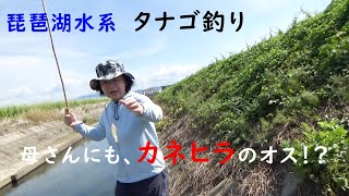 Lake Biwa water system, tanago fishing-looking for kanegira and yaritanago