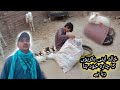 papa ky sath goats ka khana bnaya | Multan vlog baap beta | vlogs