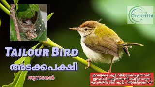 അടക്കാ പക്ഷി | തുന്നാരൻ |TailorBird