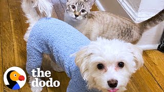 Little Pup Who’s Nervous Around Other Dogs Instantly Falls In Love With New Kitten | The Dodo