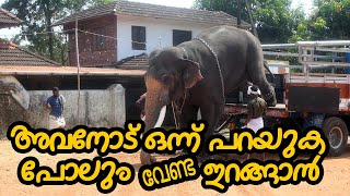 അവനോട് ഒന്ന് പറയുക പോലും വേണ്ട  ഇറങ്ങാൻ   |  NANDILATH GOVINDA KANNAN ELEPHANT