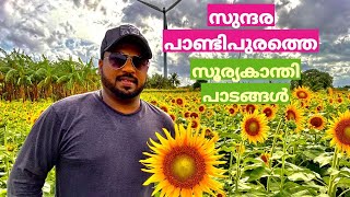 Sundharapadiapuram Sunflower Fields/ആരെയും ആകർഷിക്കുന്ന സുന്ദരപാഡ്യപുരത്തെ സൂര്യകാന്തിപ്പൂക്കൾ /Leo