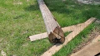 Cutting up water oak for the woodshop