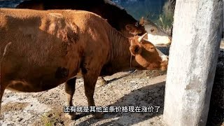 养殖业中饲料价格和猪牛价格的关系，牛价下跌，猪价将二次探底,自然,动物,好看视频