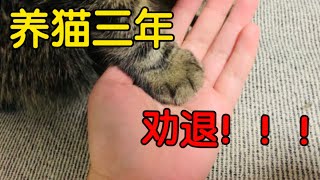 捡的小野猫，养了3年我为什么后悔了？