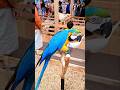 นกแก้วบลูแอนด์โกลด์มาคอว์ blue and gold macaw #นกแก้วขนาดใหญ่ #นกสวยงาม #cuteanimals #parrot