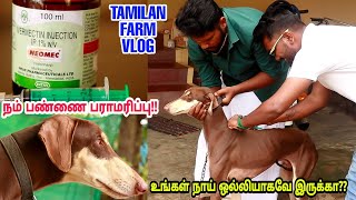 Tamilan Farm Maintanence VLOG- நம் பண்ணை நாட்டுநாய் பராமரிப்பு பணிகள் | Bye Bye To Ticks??