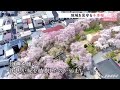 【令和のサクラ】地域を見守る千本桜