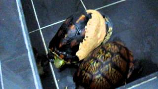 ZooMed box turtle food 黃緣東箱也愛吃~