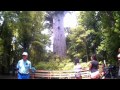 TANE MAHUTA The Largest Kauri Tree