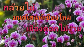 #4k #กล้วยไม้ #งาน #มนต์เสน่ห์เชียงใหม่ #เมืองดอกไม้งาม #CHARMING Chiang Mai Flower Festival