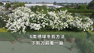 【海媽園藝課堂117】6種繡球冬剪方法，下剪刀前看一遍 | Hydrangea