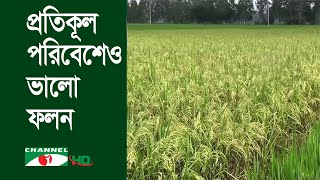 গাইবান্ধায় আগাম জাতের আমন ধান