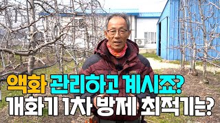 사과 재배 개화기 1차 방제 최적기는 언제일까? 액화 관리