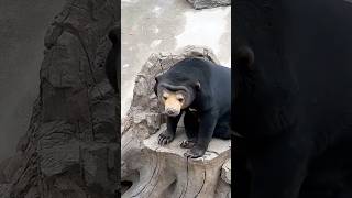 There’s a human under this bear’s pelt#youtubeshorts #shorts #animals #cute #sunbear #bear