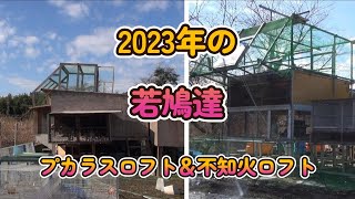 2023年若鳩達です。日本鳩レース協会千葉南連盟木更津連合会。プカラスロフト＆不知火ロフト。