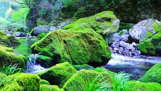The sound of flowing streams, green moss and birdsong soothes the nervous system