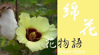 綿花　花物語　家庭でも育てられる綿の花　アメリカ音楽のルーツ物語