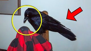Man Fed Crows for Years. Then One Day, They Gave Him an Unexpected Gift in Return!