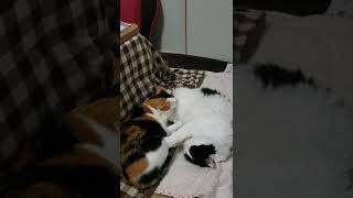 ふみふみする猫と毛づくろいする猫