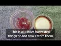 growing and harvesting saffron in zone 7