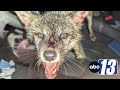 Woman bites rabid fox to escape vicious attack in Bedford, Virginia